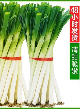山东铁杆大葱产地直发新鲜到家