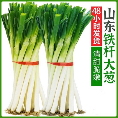山东铁杆大葱产地直发新鲜到家