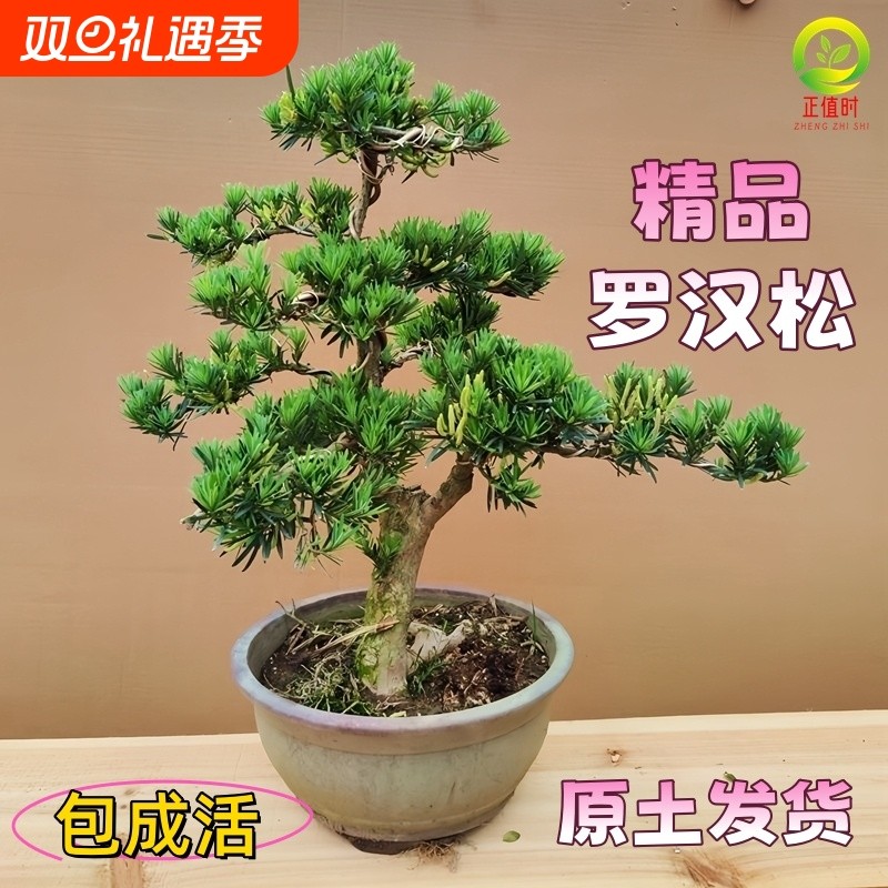 老桩罗汉松大型盆景小叶雀舌造型树苗好养迎客松室内小型桌面盆栽
