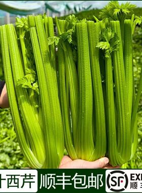 顺包邮新鲜西芹大棵半叶西洋芹菜绿色蔬菜榨汁嫩心青菜香芹
