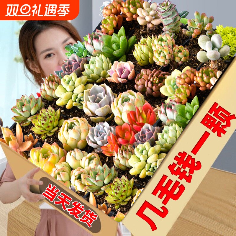 多肉植物大颗好养实惠组合绿植套餐室内外花卉小盆栽含盆土可批发
