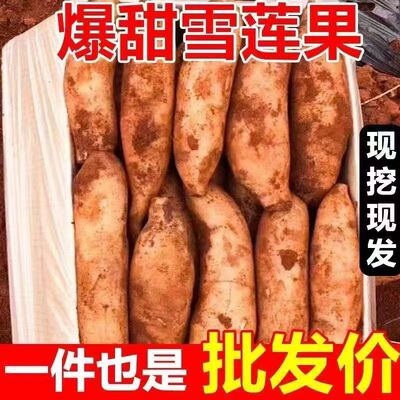 云南特产雪莲果新鲜当季现挖红心云南天山雪莲果优质果实