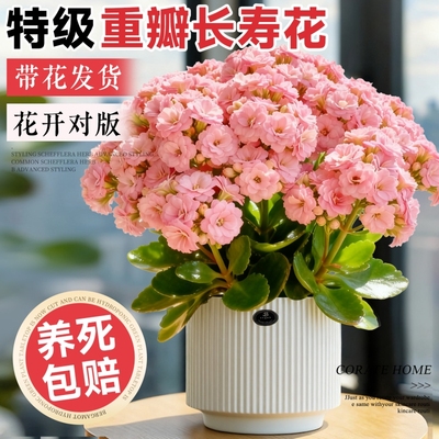 重瓣长寿花盆栽带花苞四季好养活