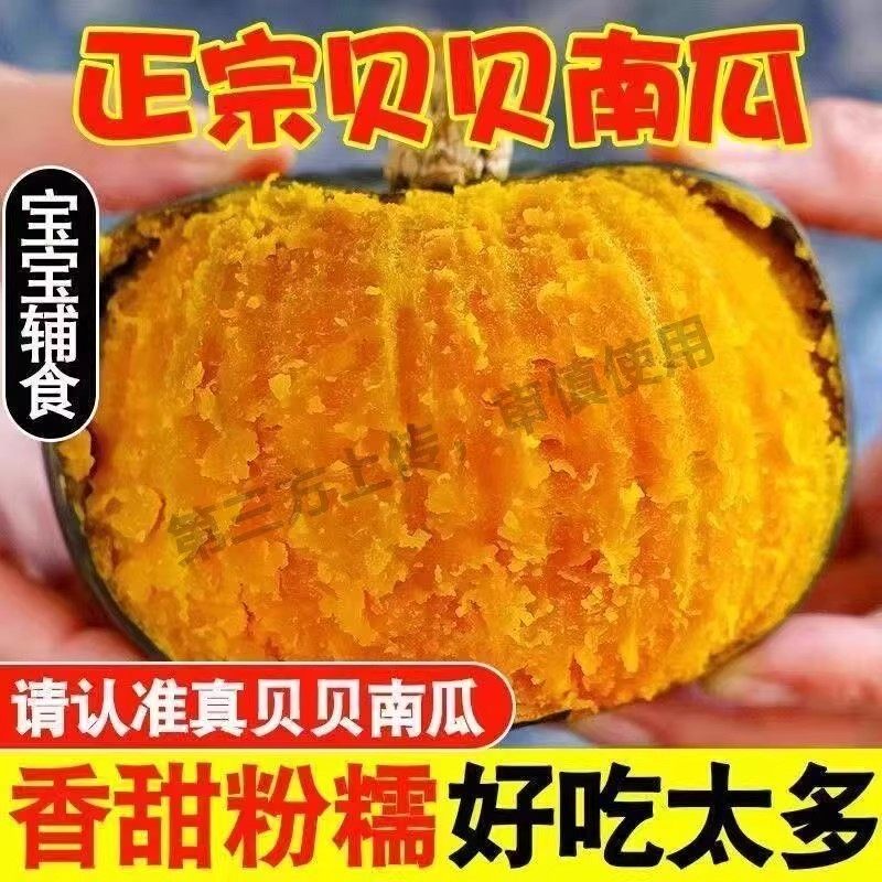 正宗板栗味小南瓜婴儿宝宝辅食粉糯香甜新鲜自提生鲜代餐粗粮