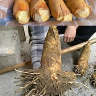 正宗湖南祁阳冬笋毛竹笋天然新鲜现挖鲜嫩现发大人都爱吃好吃食用