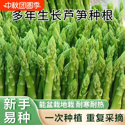 芦笋种根苗庭院阳台耐寒耐热花卉