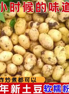 恩施小土豆新鲜黄心洋芋