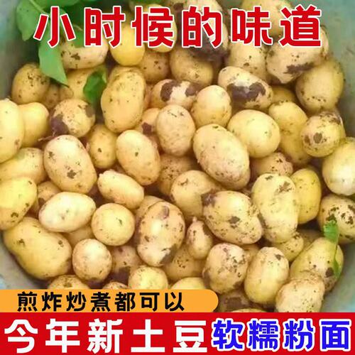 恩施小土豆新鲜黄心洋芋