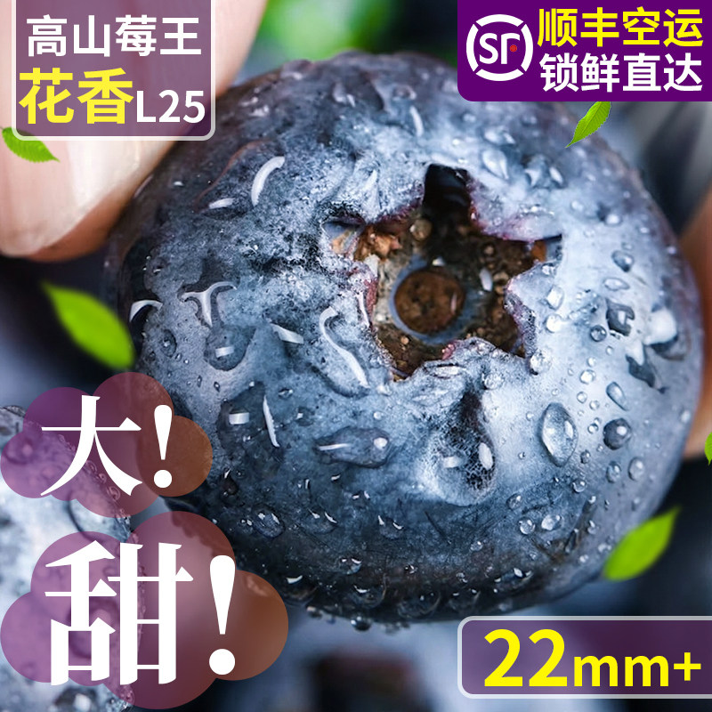 顺丰包邮现货山东蓝莓鲜果新鲜水果现摘L25花香当季大果整箱山莓