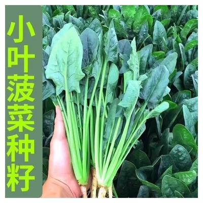 土菠菜四季蔬菜秋冬阳台盆栽菜种菜种子空心菜麦菜耐寒孔雀荠菜