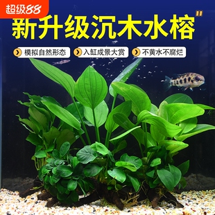 水榕沉木鱼缸水草植物真草装饰阴性沉木造景大叶水质皇冠免打理