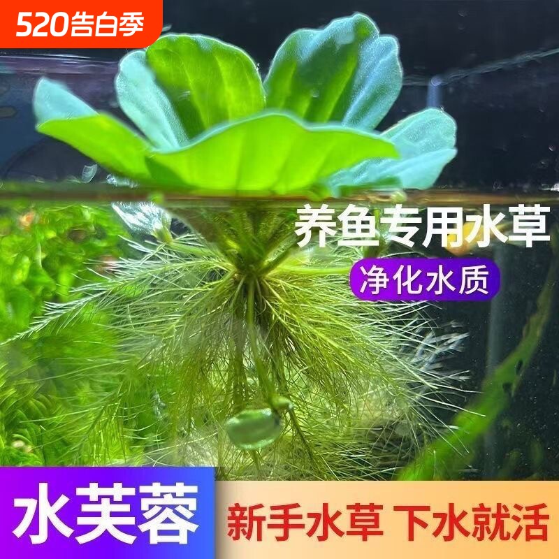 古法养鱼净化水质鱼缸真水草增氧水培植物造景装饰水草生态水芙蓉