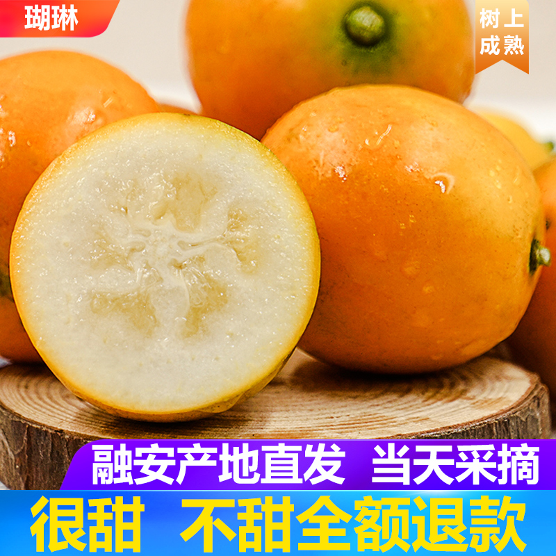 广西融安滑皮金桔新鲜金柑桔现摘一级纯甜多汁不麻嘴桔子顺丰
