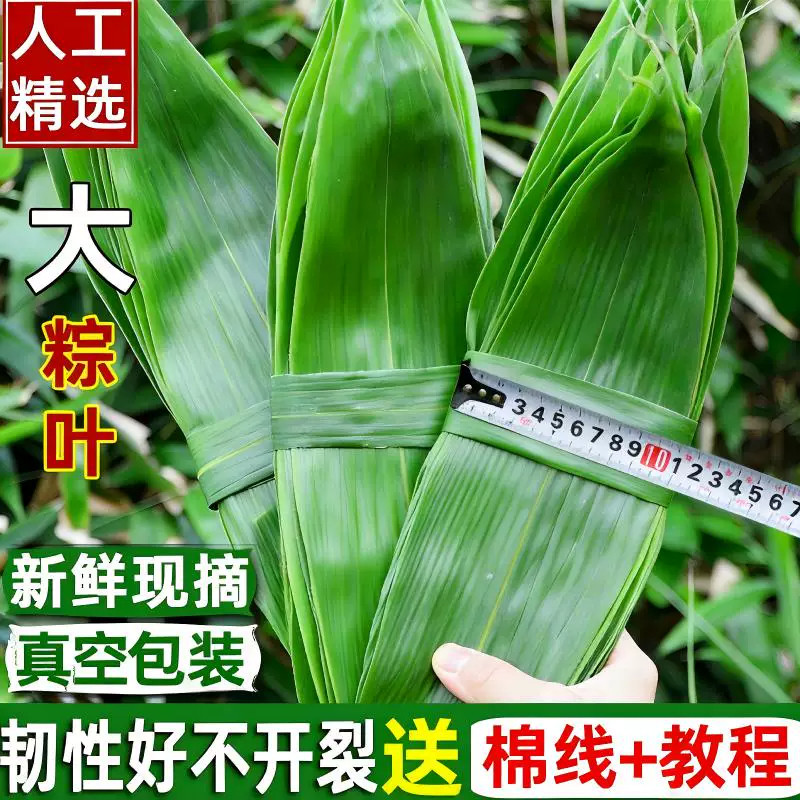 端午鲜叶干叶特大家用商用图片