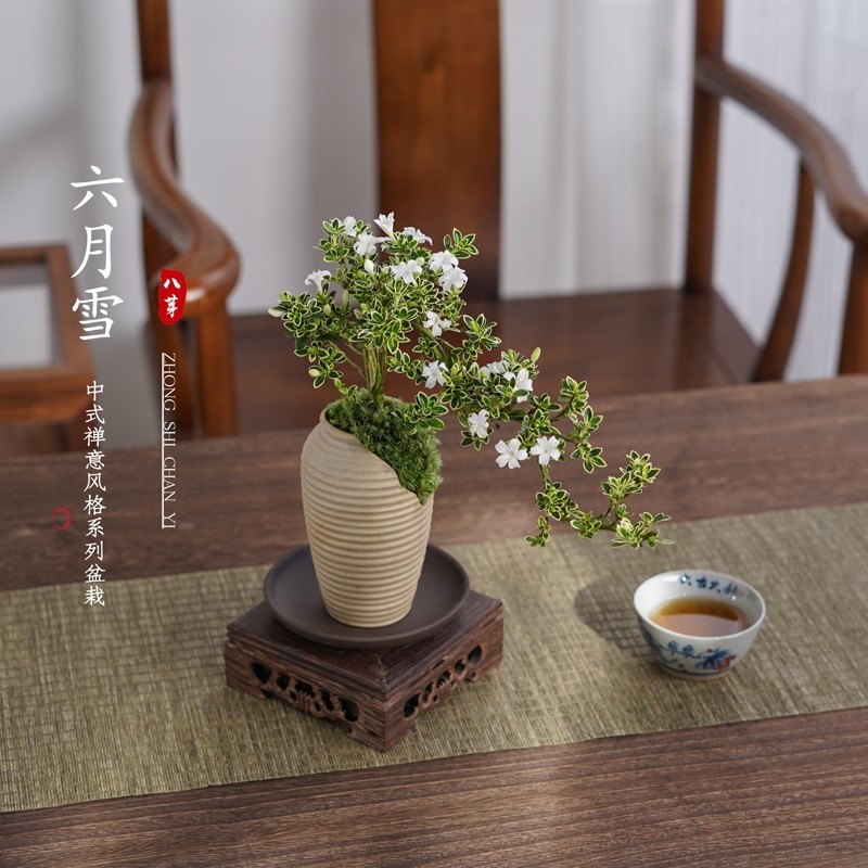 六月雪盆栽多规格办公室绿植物桌面花卉室内摆件禅意四季常青盆景