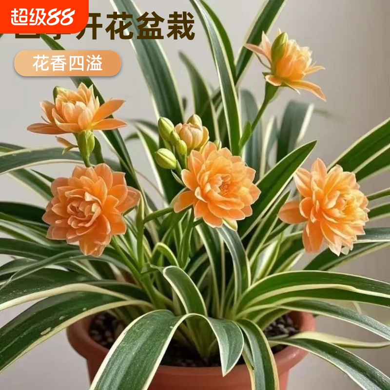 金边吊兰新品浓香型重瓣大花绿植花卉四季开花盆栽室内外净化空气