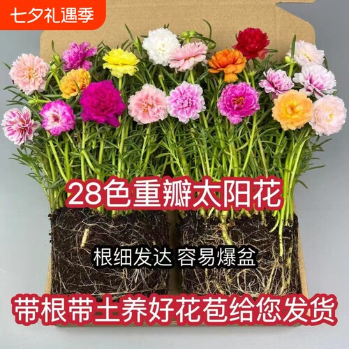 太阳花花苗重瓣大花太阳花种子太阳花盆栽室内桌面苗绿植花花卉籽