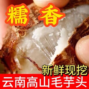 现挖云南牛奶芋头毛芋头芋艿香芋批发新鲜农家正宗芋仔应季蔬菜
