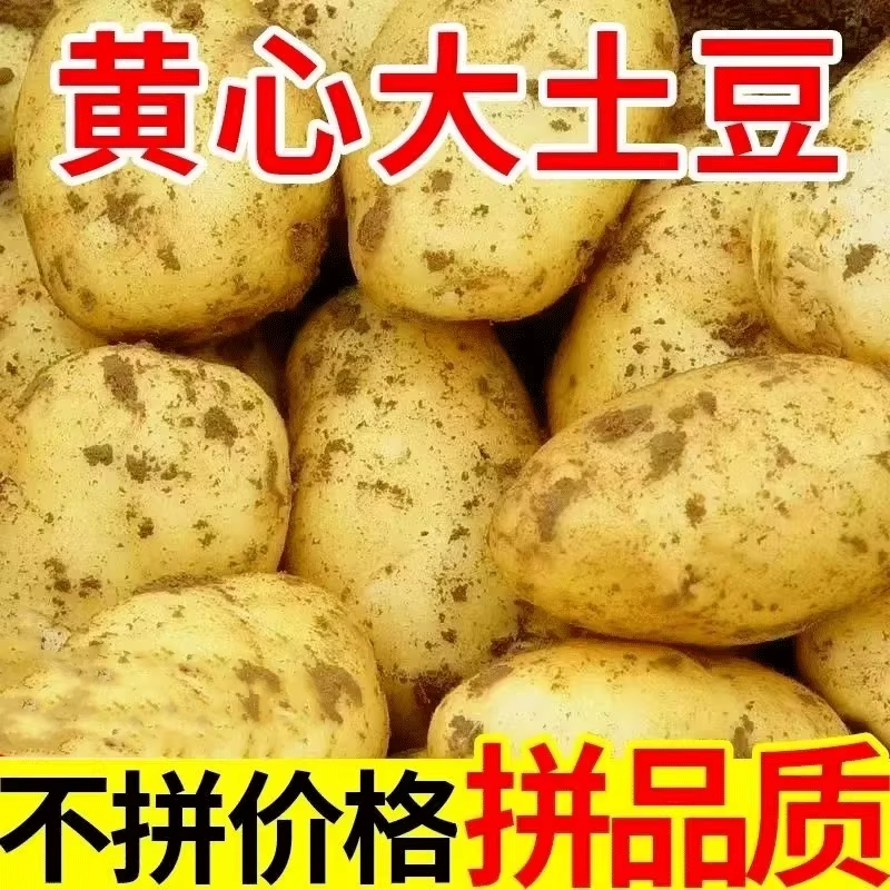 黄心土豆新鲜新土豆黄皮土豆批发价洋芋马铃薯黄肉土豆