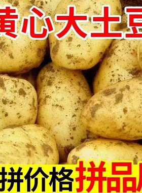 黄心土豆新鲜新土豆黄皮