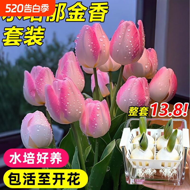 郁金香种球水培四季花卉植物室内花大种子盆栽花苗土培种植开花