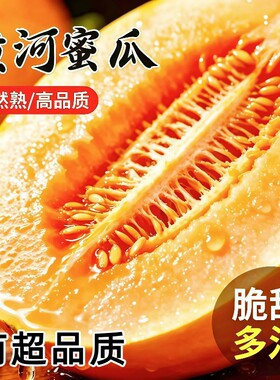 正宗民勤蜜瓜黄河蜜瓜沙地种植头茬现摘黄金甜瓜当季新鲜水果整箱