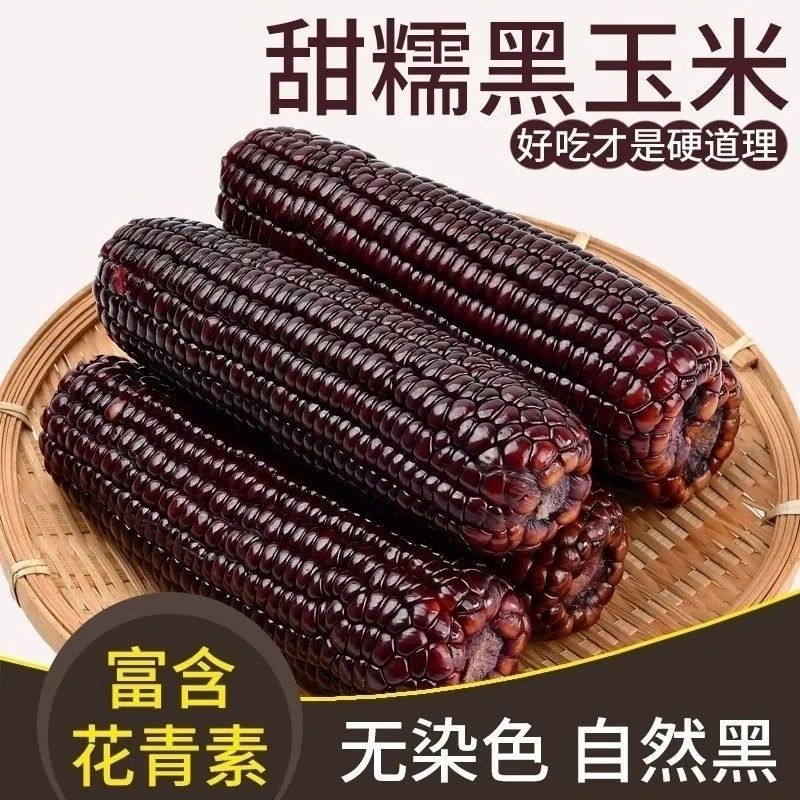 当季整箱黑糯玉米甜新鲜玉米真空黏黑甜糯玉米黑糯玉米苞谷代餐