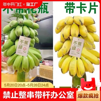 【禁止蕉绿】可观赏可食用