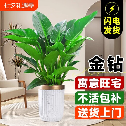 基地直销 新品特惠