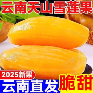 正宗云南雪莲果现挖高原脆甜当季新鲜水果雪莲果5斤9斤批发包邮