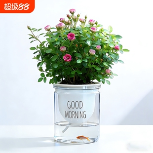 迷你超微姬月季带花苞水培须惠姬乙女室内好养浓香花卉盆栽绿植物