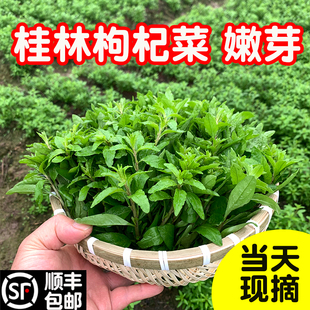 广西桂林枸杞菜芽菜叶菜头嫩芽农家新鲜蔬菜淘菜菜生鲜野生可食用
