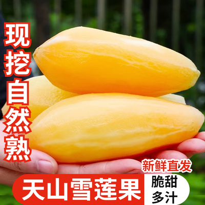 精选气柱装天山雪莲果