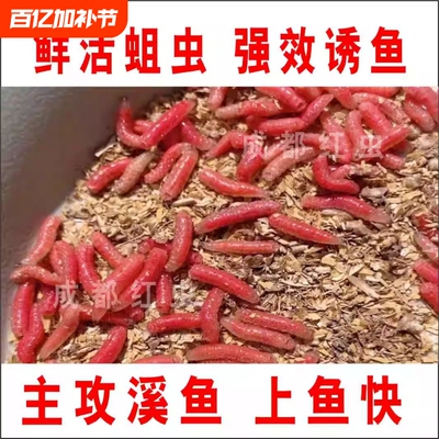 新鲜活红蛆虫主攻溪流钓鱼肉蛆昆虫活饵野钓石斑马口白条鱼食腥味