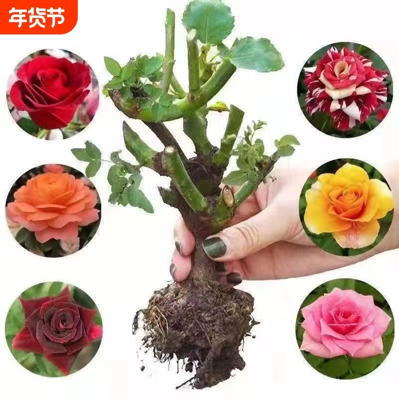 云南玫瑰月季老桩大苗切花庭院阳台四季开大花基地开花卡罗拉种植,鲜花速递/花卉仿真/绿植园艺,月季/蔷薇/玫瑰,淘宝优惠券,粉丝福利购,淘宝优惠卷