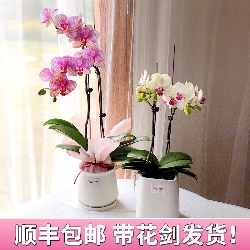 蝴蝶兰盆栽带花剑兰花大苗四季勤花好养绿植花卉台大微笑水仙婚纱