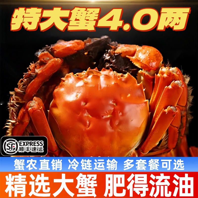 新鲜活蟹现货苏州大闸蟹鲜活螃蟹全母蟹清水河蟹海鲜水产顺丰冷链