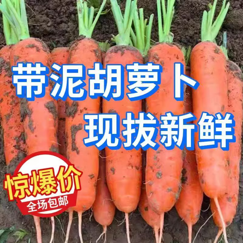 鲜胡萝卜沙土地蔬菜水果红萝卜现挖农家自种新鲜健康营养蔬菜