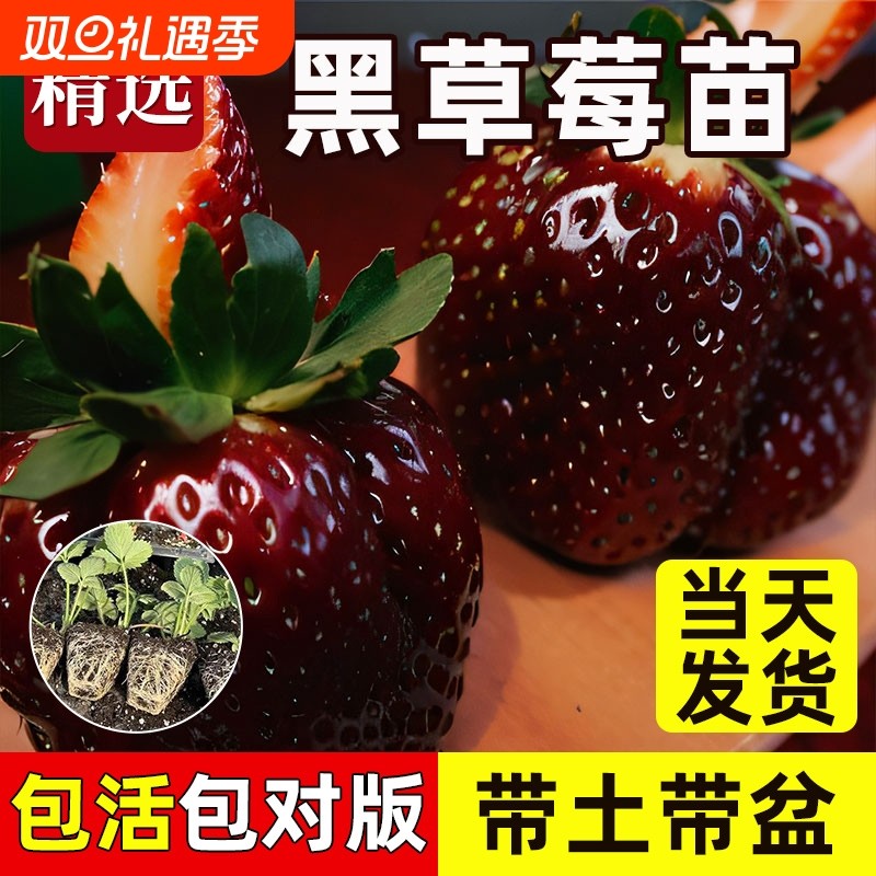 红颜奶油草莓苗四季种植苗带土白苗种秧种苗随珠阳台水果带盆番茄