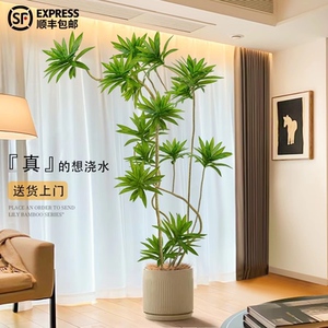 百合竹客厅绿植金边百合竹真绿植盆栽老桩造型室内轻奢大型绿植物