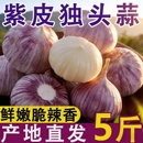 蔬菜产地直供 当季 今年新蒜云南紫皮独头蒜 干蒜头圆润鲜辣