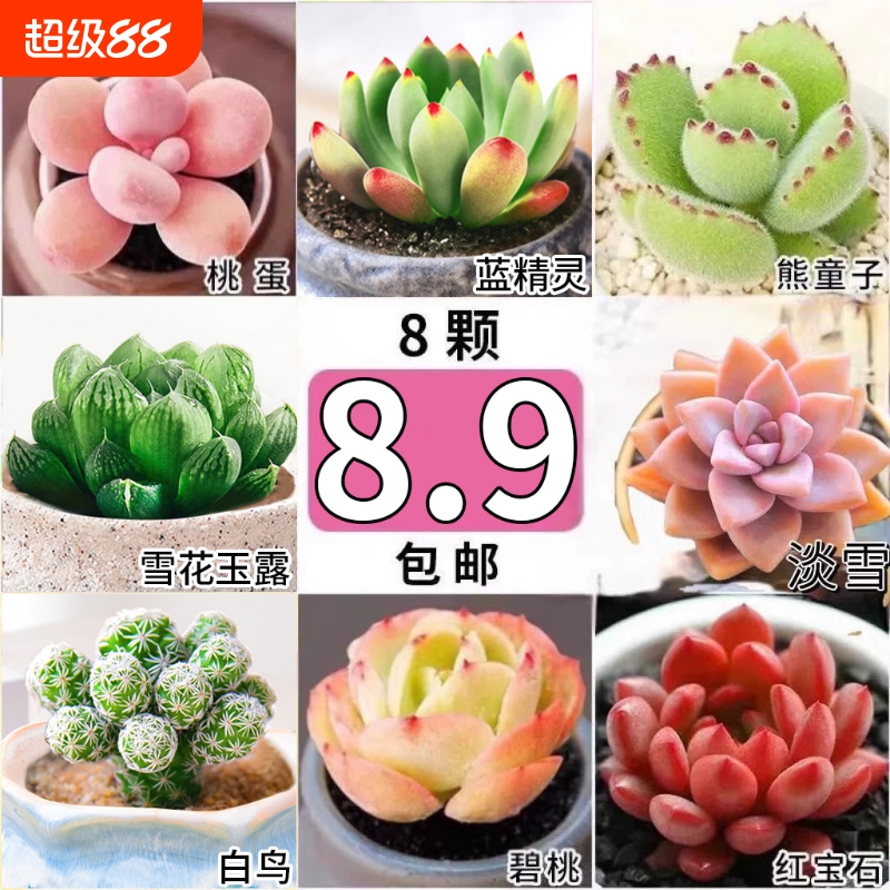 多肉植物绿植花卉大颗好养盆栽室内外招财玉露幼儿园礼物阳台客厅