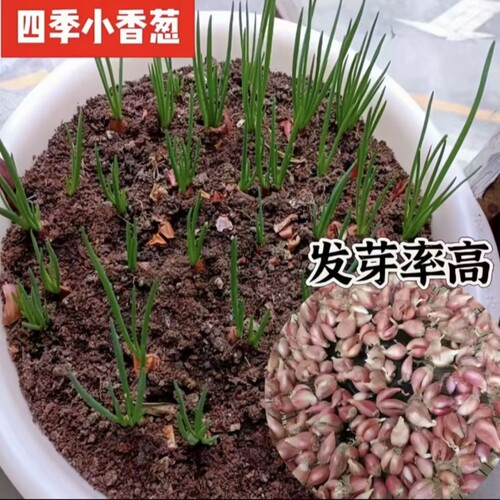 香葱头蔬果盆栽阳台四季小葱种红葱头蔬菜种孑籽家庭种植火葱头苗