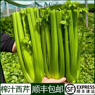 顺丰山东新鲜榨汁西芹凉拌热炒产地直发新鲜直达