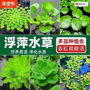 鱼缸浮萍水草水培植物室内好养四季绿植花卉和鱼共养躲避净化水草
