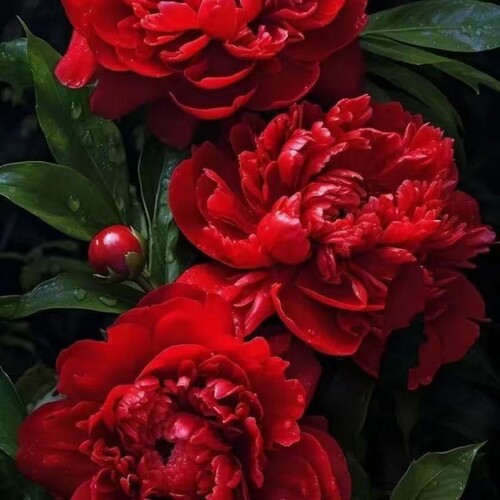 重瓣芍药花苗浓香花卉正宗观赏牡丹四季开花好养大花阳台客厅带芽