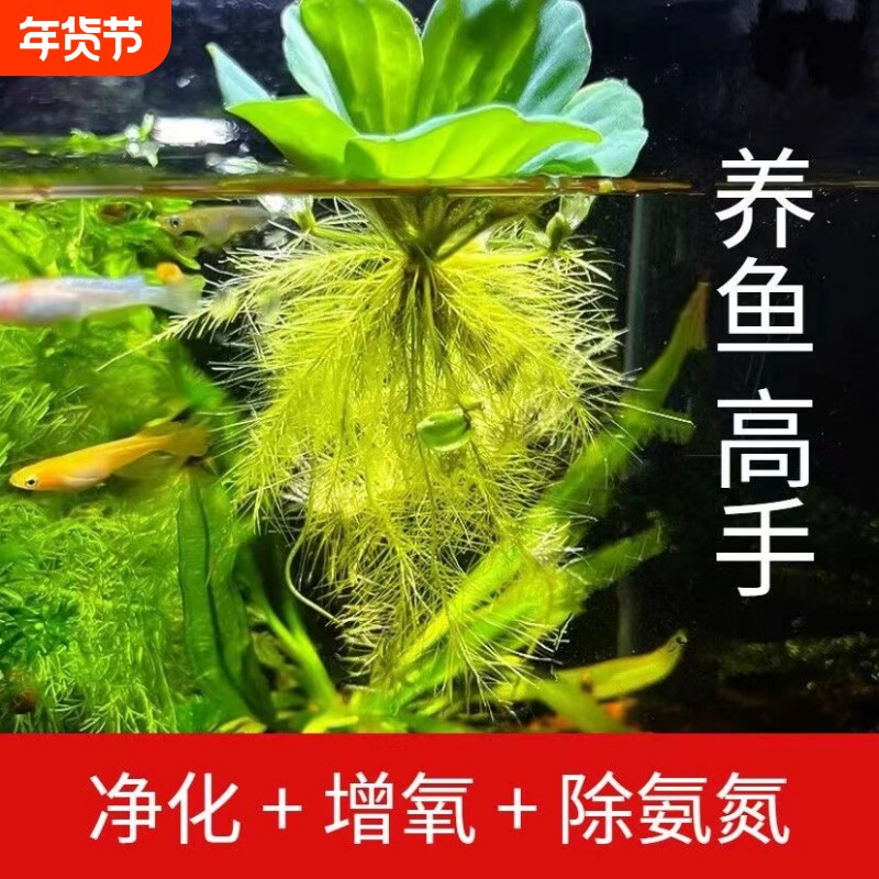 水芙蓉浮萍水草植物水池塘水面养鱼养龟水培绿植绿化造景水质淡水