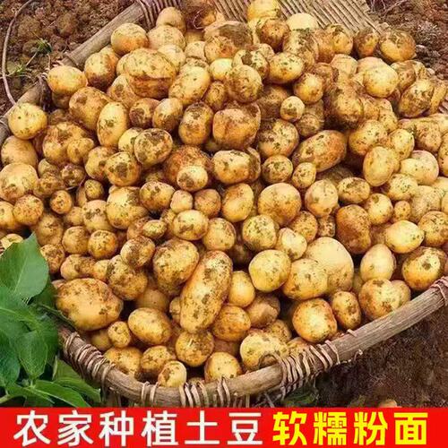 贵州毕节农家自种黄心小土豆