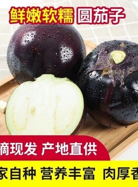 山东紫黑圆茄子圆茄当季茄子批发现摘现发农家蔬菜整箱新鲜茄子