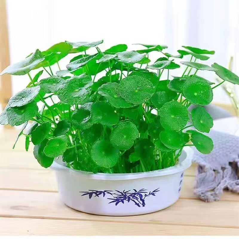 水培铜钱草招财植物带叶金钱草办公桌面盆栽室内水养土培绿植花卉